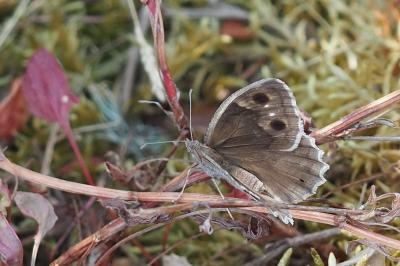 <i>Hipparchia statilinus</i>