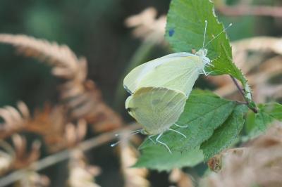 Pieris brassicae