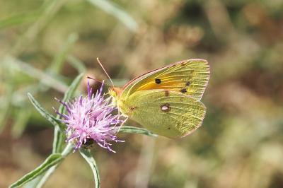 <i>Colias crocea</i>