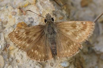 <i>Erynnis tages</i>
