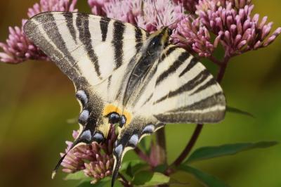 <i>Iphiclides podalirius</i>