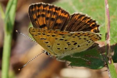 <i>Lycaena tityrus</i>