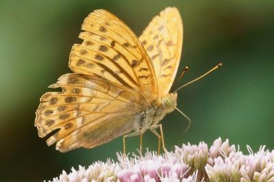 <i>Argynnis paphia</i>