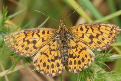 <i>Boloria dia</i>