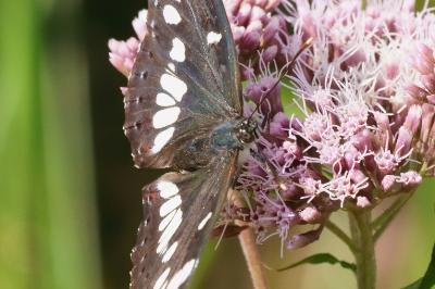 <i>Limenitis reducta</i>