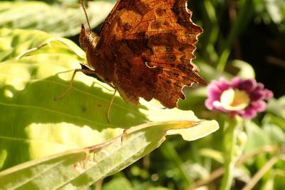 <i>Polygonia c-album</i>
