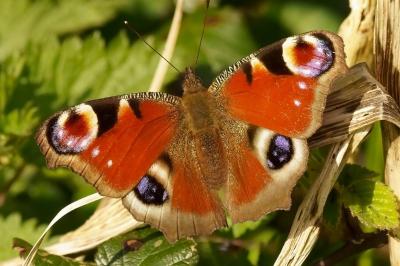 <i>Aglais io</i>