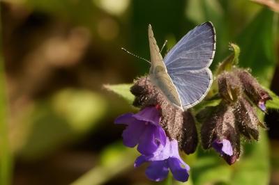 <i>Celastrina argiolus</i>