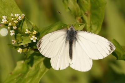 <i>Pieris napi</i>