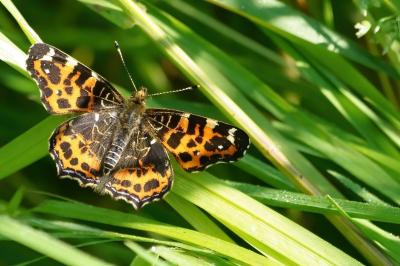 <i>Araschnia levana</i>