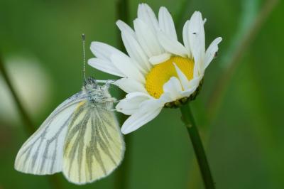 <i>Pieris napi</i>