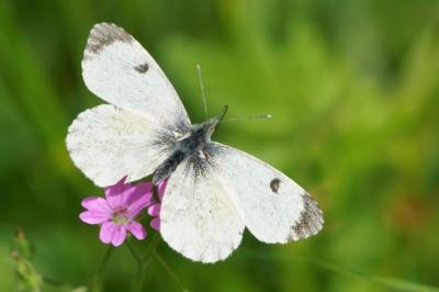 <i>Anthocharis cardamines</i>