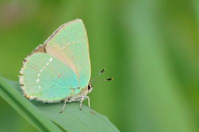 <i>Callophrys rubi</i>
