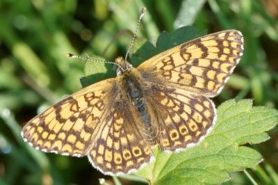<i>Melitaea cinxia</i>