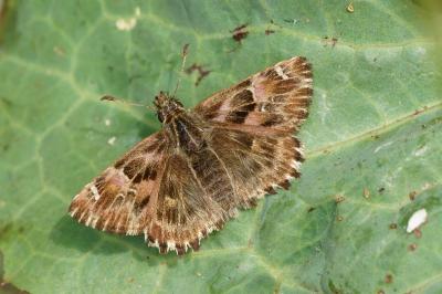 <i>Carcharodus alceae</i>