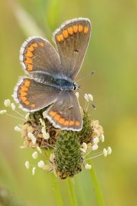 <i>Aricia agestis</i>