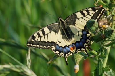 <i>Papilio machaon</i>