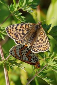 <i>Melitaea didyma</i>