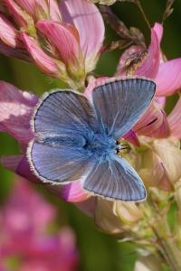 <i>Polyommatus icarus</i>