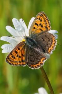 <i>Lycaena tityrus</i>