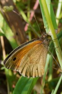 <i>Maniola jurtina</i>