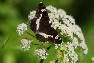 <i>Limenitis camilla</i>