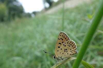 <i>Lycaena tityrus</i>