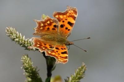 <i>Polygonia c-album</i>
