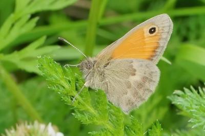 <i>Coenonympha pamphilus</i>