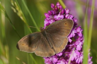 <i>Maniola jurtina</i>