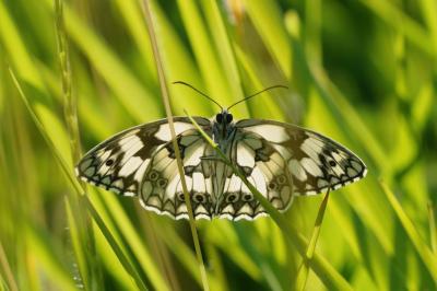 <i>Melanargia galathea</i>