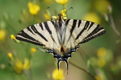 <i>Iphiclides podalirius</i>
