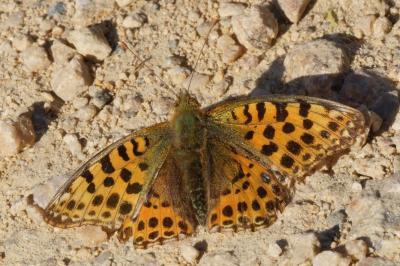 <i>Issoria lathonia</i>