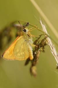 <i>Ochlodes sylvanus</i>