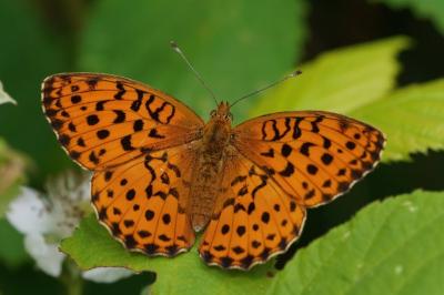 <i>Brenthis daphne</i>