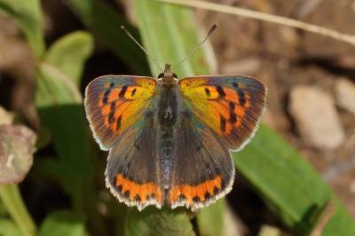<i>Lycaena phlaeas</i>