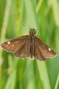 <i>Heteropterus morpheus</i>