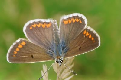 Aricia agestis