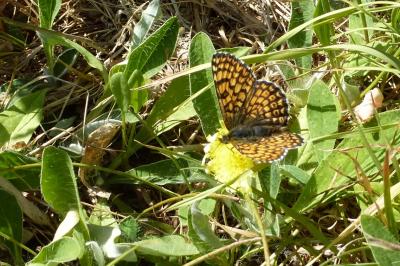 <i>Melitaea cinxia</i>