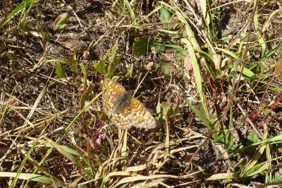 <i>Melitaea phoebe</i>