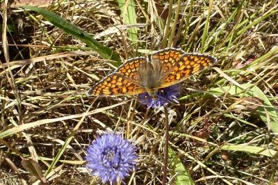 <i>Melitaea phoebe</i>