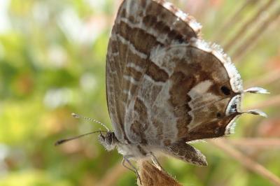 <i>Cacyreus marshalli</i>