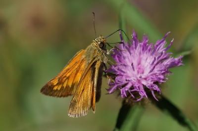 <i>Ochlodes sylvanus</i>