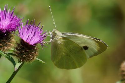 <i>Pieris brassicae</i>
