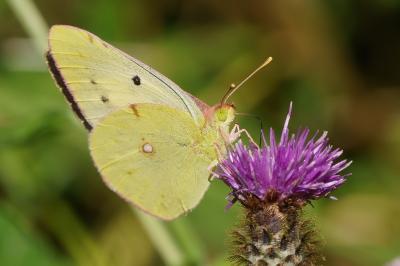 <i>Colias crocea</i>