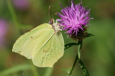 <i>Gonepteryx rhamni</i>