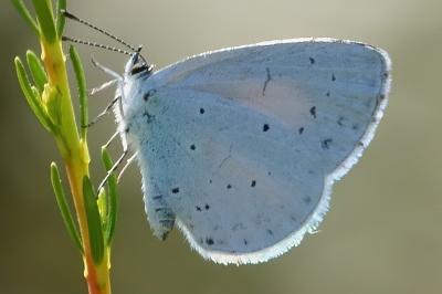 <i>Celastrina argiolus</i>
