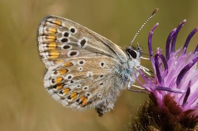 <i>Aricia agestis</i>