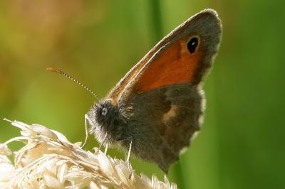 <i>Coenonympha pamphilus</i>