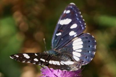 <i>Limenitis reducta</i>